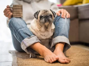 Comfort care for terminal pets
