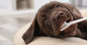 Brushing Dog Teeth Without Stress Made Easier