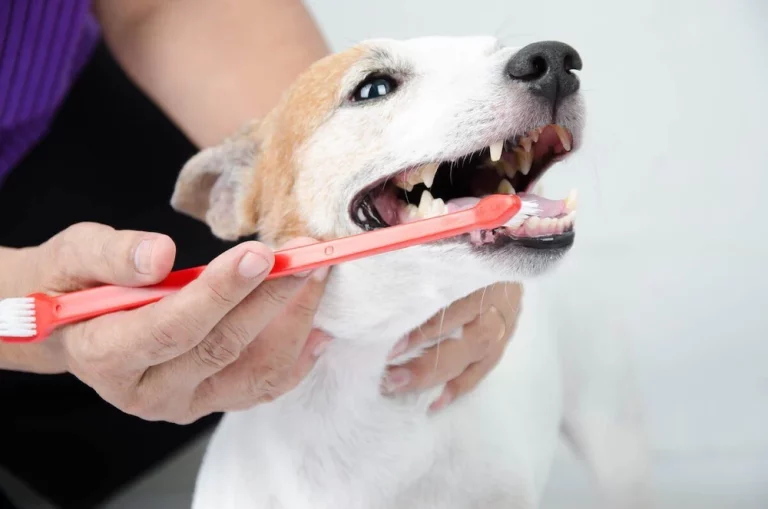 Smart Tech for Pet Care Brushing Dog Teeth Without Stress Made Easier